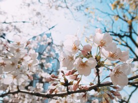 樱花