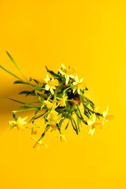 鲜花
