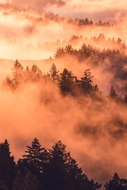 山林