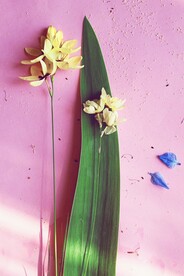鲜花