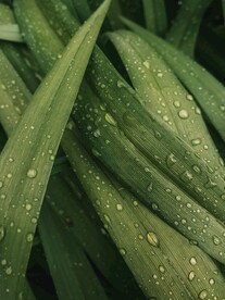 雨后绿叶