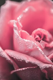 玫瑰花