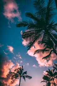 棕榈树