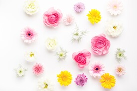 玫瑰花