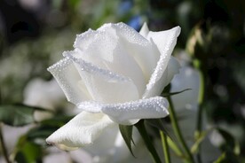 玫瑰花