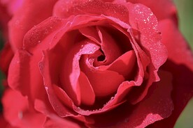 玫瑰花