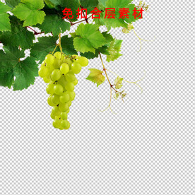 葡萄