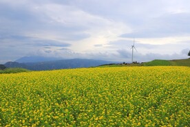 山上的油菜花