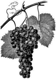 葡萄手绘