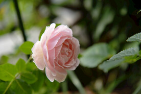 月季花