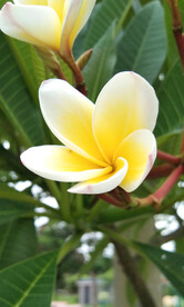 花卉
