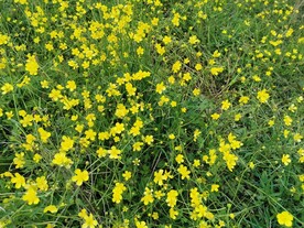 花丛
