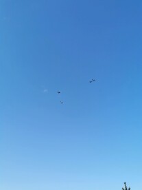 天空中的大水鸟