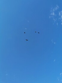 天空中的大水鸟