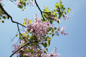 丁香花