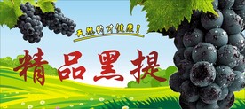极品黑提