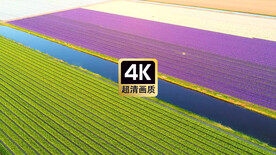 航拍素材郁金香花田