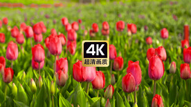 短视频素材郁金香花