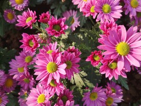 菊花