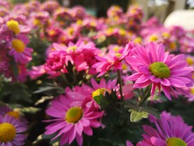 菊花