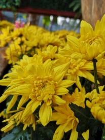 菊花