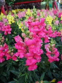 金鱼花