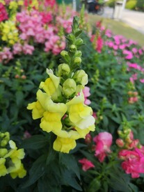 金鱼花