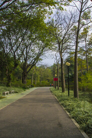林荫道