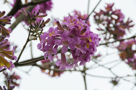 粉花风铃木
