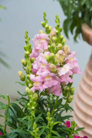 金鱼花