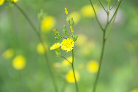小黄花