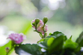 长寿花