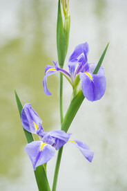 菖蒲花