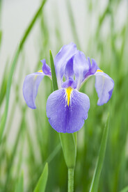 菖蒲花