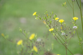 小黄花