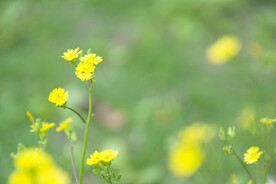 小黄花