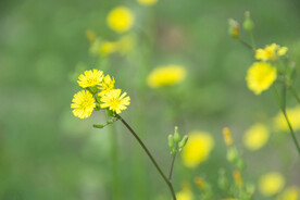 小黄花