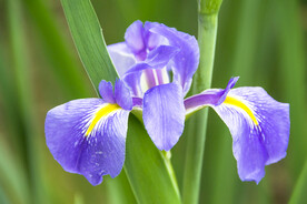 菖蒲花