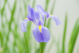 菖蒲花