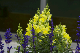 金鱼花