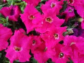 矮牵牛花