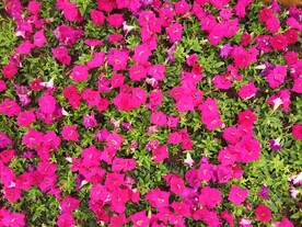 矮牵牛花