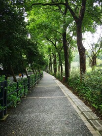 林荫道