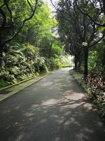 林荫道