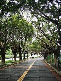 林荫道