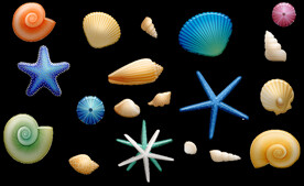 海螺