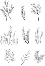九个植物素材