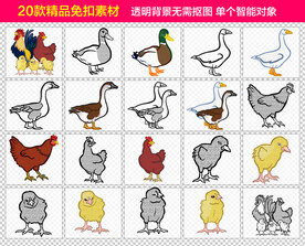 鸡鸭免抠素材