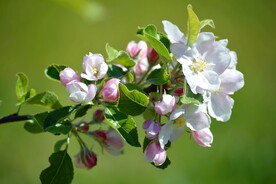 苹果花