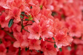 杜鹃花